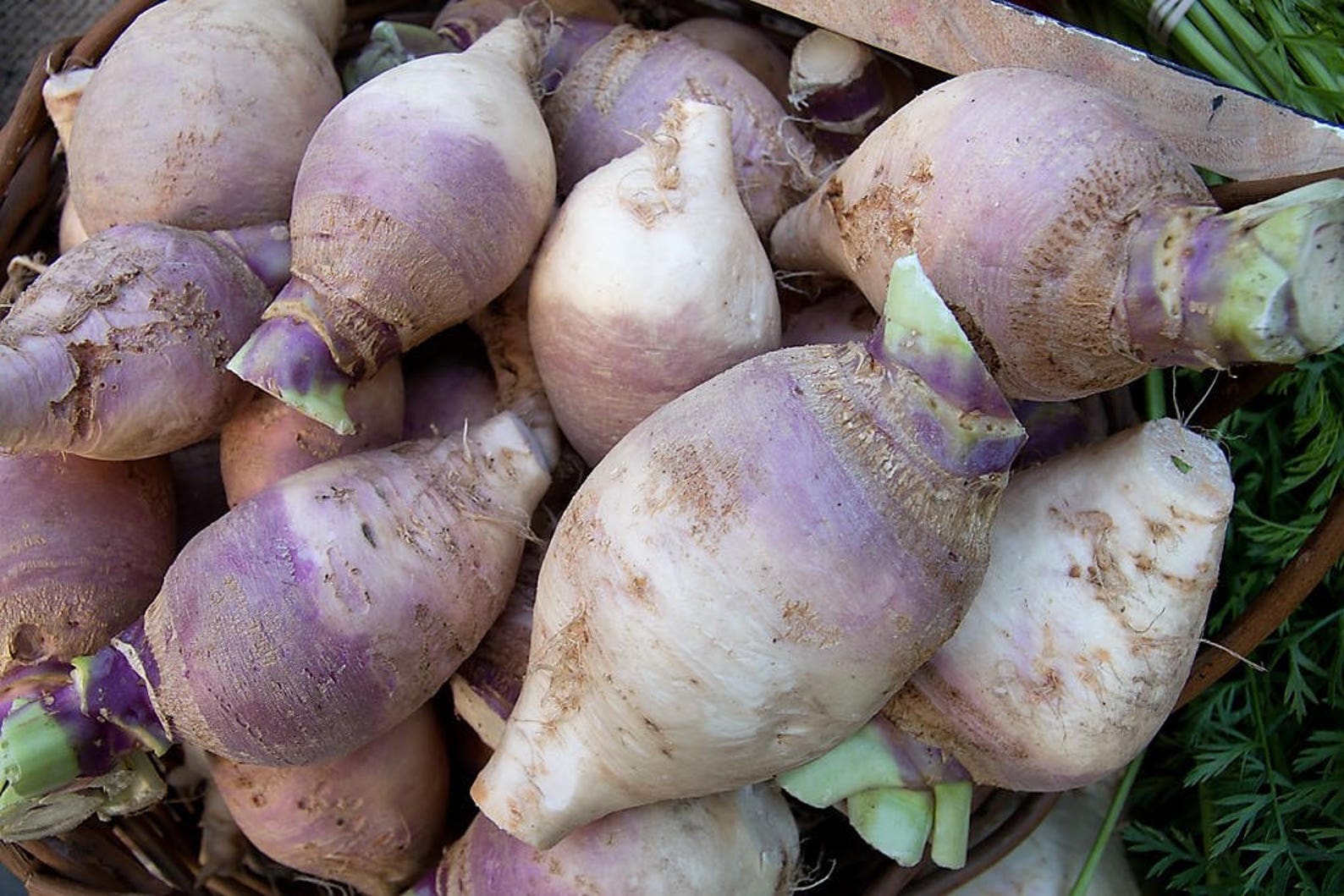 Брюква (Brassica napus). Турнепс брюква. Турнепс Остерзундомский. Брюква Куузику. Какая брюква