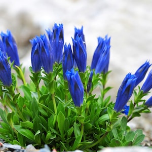 15 Blue STEMLESS GENTIAN Gentiana Acaulis Kochiana Flower Seeds Flat Shipping image 3