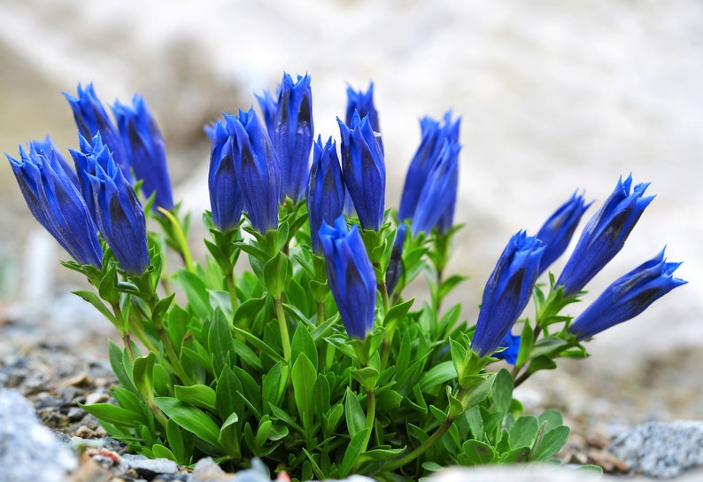 15 Blue STEMLESS GENTIAN Gentiana Acaulis Kochiana Flower Seeds Flat Shipping image 3