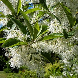 3 FRINGE TREE Chionanthus Virginicus Old Man&#39;s Beard White Flower Seeds *Flat Shipping