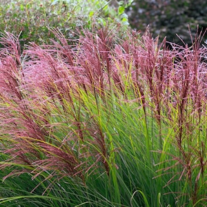 10 graines de fleurs ornementales Miscanthus sinensis plumes rouges de l'herbe * peigne S/H