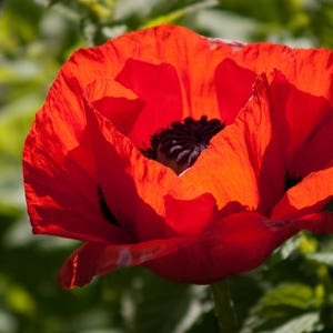 100 RED TURKISH POPPY Heirloom Papaver Somniferum Flower Seeds