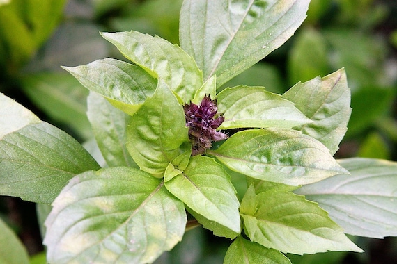1500 SWEET BASIL Ocimum Basilicum Herb White Flower Seeds *Comb S//H Free Gift