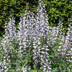 50 WHITE WILD INDIGO Baptisia Alba Usa graines de fleurs pollinisateurs indigènes * expédition à plat