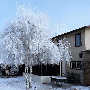 50 SILVER WEEPING BIRCH Tree White European Betula Pendula Alba Seeds Comb S/H image 8