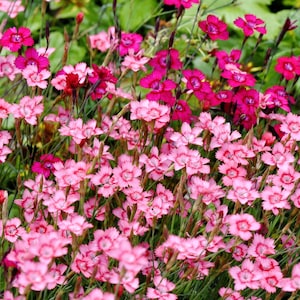 550 MAIDEN PINKS Mixed Colors Dianthus Deltoides Flower Seeds