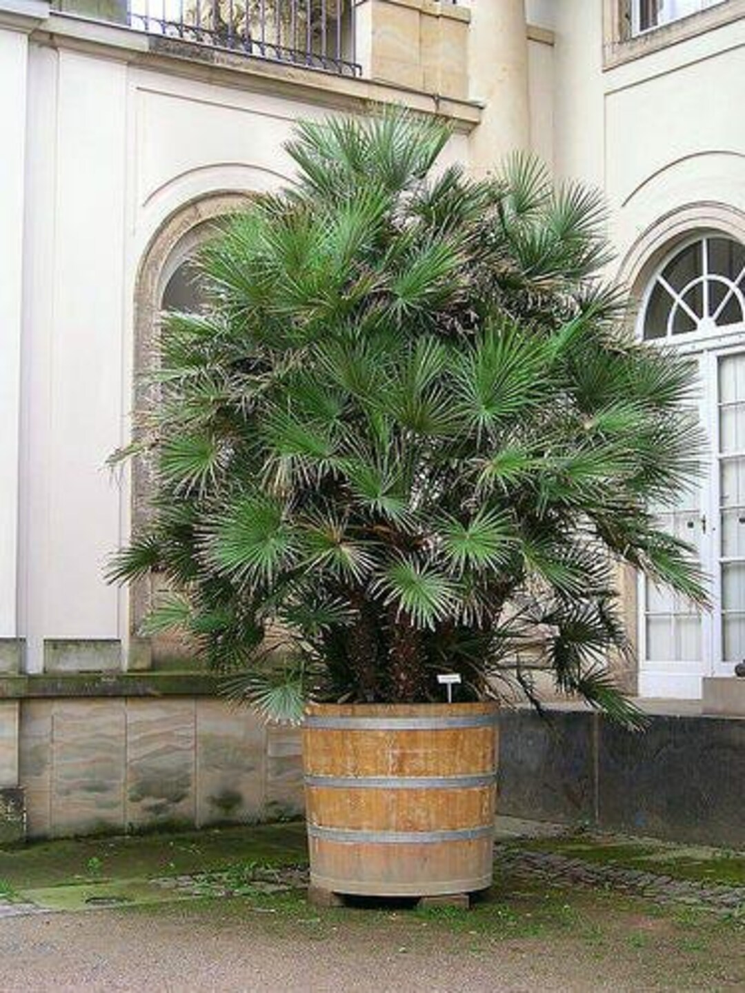 【希少・耐寒性】ウチワヤシ(Chamaerops humilis) il_1080xN.6550991642_jz8s.jpg