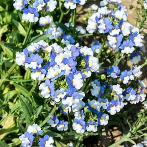 50 青と白のネメシア ストルモサの花の種子