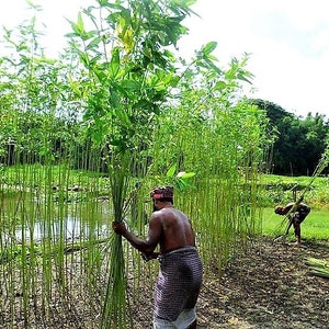 100 TOSSA JUTE Mallow Corchorus Olitorius African Sorrel Bush Okra Twine Vegetable Seeds image 5