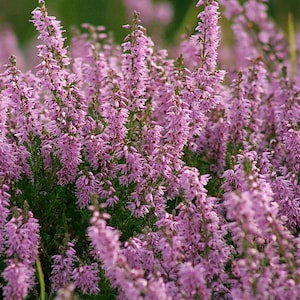 100 Scotch TRUE HEATHER Shrub Scot&#39;s Purple Pink Flower Calluna Vulgaris Seeds