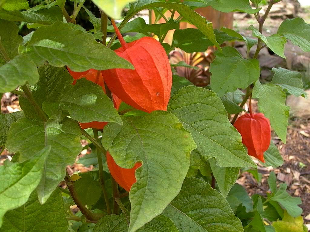 100 CHINESE LANTERN (Winter or Ground Cherry / Japanese Lantern