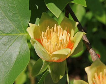 15 TULIP POPLAR TREE Yellow Flower Liriodendron Tulipifera Whitewood Seeds