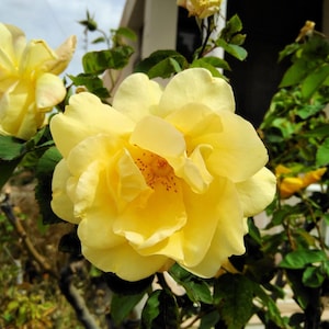 10 Yellow MANCHU ROSE Bush Rosa Xanthina Hummingbird Flower Seeds