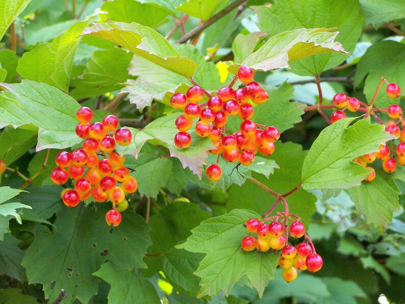 Highbush Cranberry Shrub (Viburnum trilobum) – 1–2 ft | Cold Stream Farm