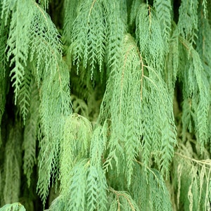 30 Kashmir WEEPING CYPRESS TREE Cupressus Cashmeriana Blue Evergreen Seeds