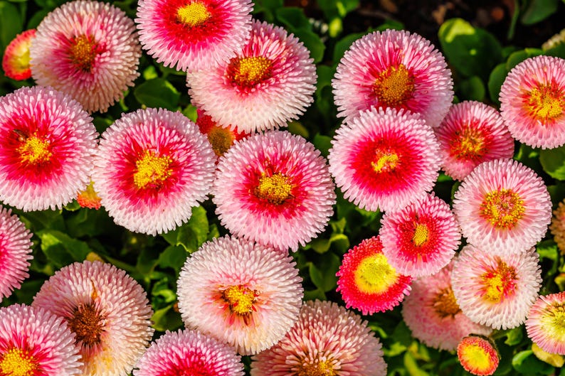 English Daisy Tasso Pink