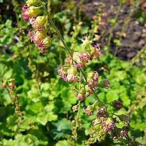 25 FRINGECUP Tellima Grandiflora Odorata Bigflower Fringe Cup Pink Flower Seeds image 4