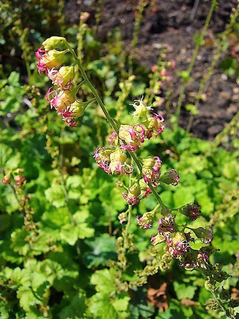 25 FRINGECUP Tellima Grandiflora Odorata Bigflower Fringe Cup Pink Flower Seeds image 4