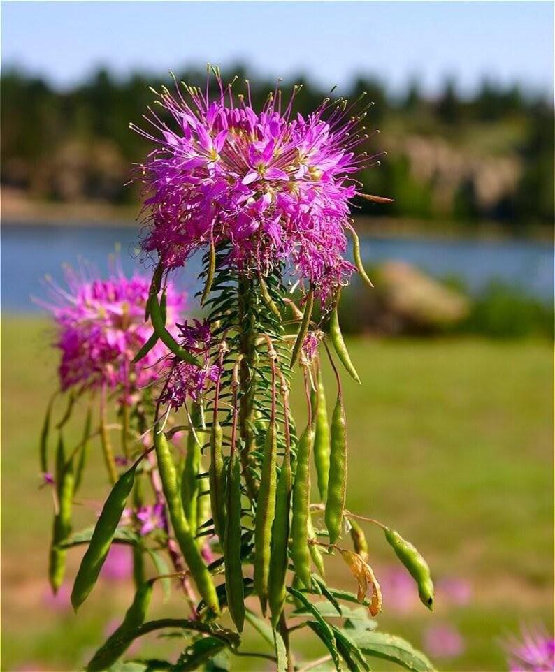 100 Rocky Mountain BEE PLANT Cleome Serrulata Flower Seeds ...