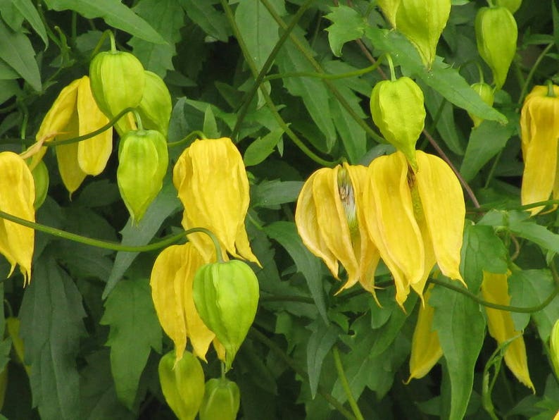 10 Yellow CLEMATIS RADAR LOVE Vine Climber Clematis Tangutica Etsy