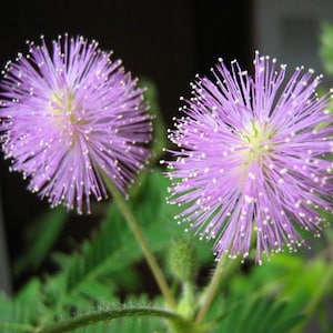100 nasion kwiatów MIMOSA Pudica / SENSITIVE PLANT / Touch Me Not *Grzebień S/H