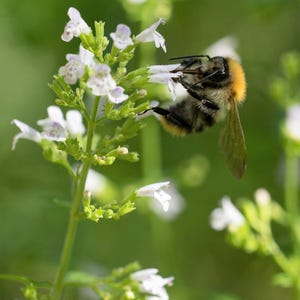 20 カラミント レッサー カラミンタ ネペタ オフィシナリス 香りのよいハーブ 白 - ライラックの花の種子