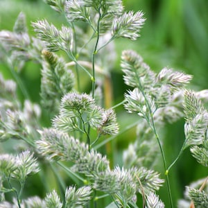 3000 QUICKDRAW ORCHARDGRASS Cat Grass Petgrass Cocksfoot Cool-Season Sun or Shade Dactylis GlomerataPerennial Bunchgrass Grass Seeds