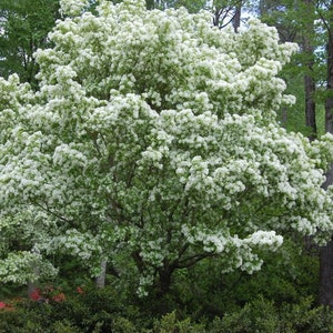 CHIONANTHUS retusus (Chionanthe, arbre de neige de Chine, arbre à franges)