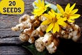 20 * Seeds JERUSALEM ARTICHOKE Sunchoke Sunroot Helianthus Tuberosus Yellow Sunflower Root Vegetable Seeds