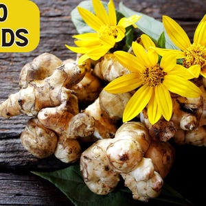 20 * Seeds JERUSALEM ARTICHOKE Sunchoke Sunroot Helianthus Tuberosus Yellow Sunflower Root Vegetable Seeds
