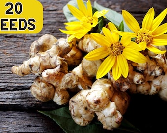 20 * Semillas ALCACHOFA DE JERUSALÉN Sunchoke Sunroot Helianthus Tuberosus Semillas de verduras de raíz de girasol amarillo