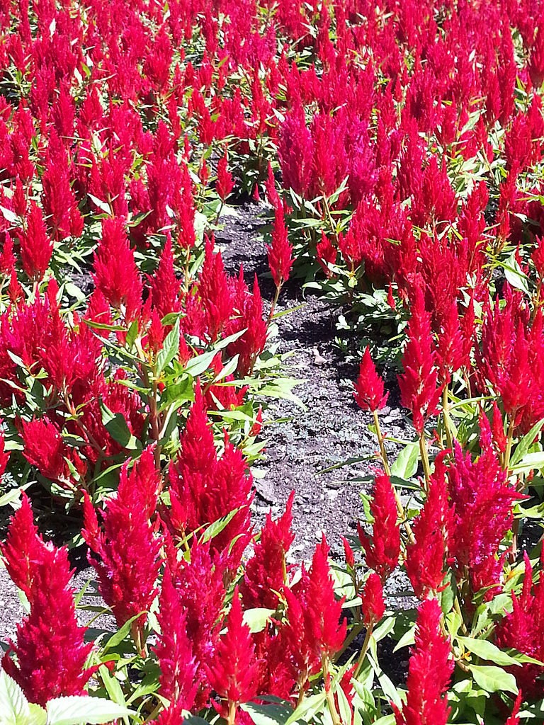 150 Mixed PAMPAS PLUMES Celosia Plumosa Flower Seeds