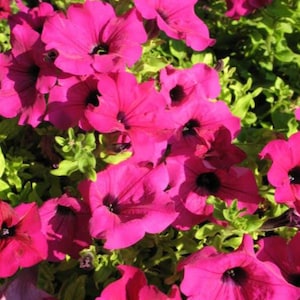 200 Pink LAURA BUSH PETUNIA Violacea Perennial Frilled Trumpet Flower Seeds