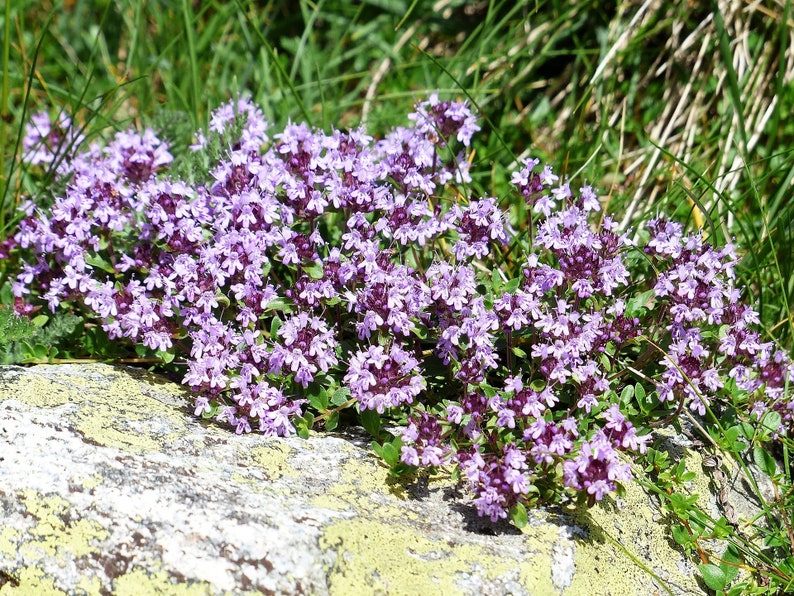 mother of thyme next to other fflowers