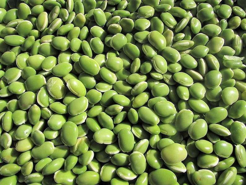 50 BABY LIMA BEAN Phaseolus Lunatus Vegetable Seeds.