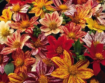 50 EARLY BIRD DAHLIA Variabilis Mixed Colors Flower Seeds *Flat Shipping