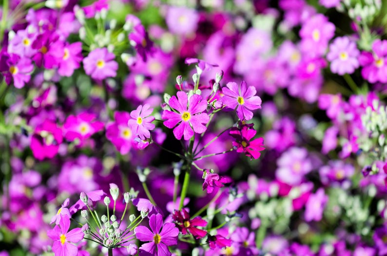 Seedville Fairy Primrose - Thumbnail 2