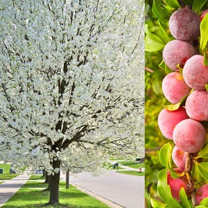 5 amerikanische Pflaume Prunus Americana rot lila Frucht weiße Blume Strauchbaum Samen