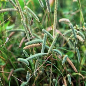 500 DERBY TIMOTHY GRASS Ornamental Phleum Pratense Seeds *Comb S/H