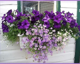 200 Mixed Colors SWAN RIVER DAISY Brachyscome Iberidifolia Flower Seeds