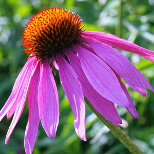 1000 PURPLE CONEFLOWER Echinacea Purpurea Heirloom Flower Herb Seeds image 9