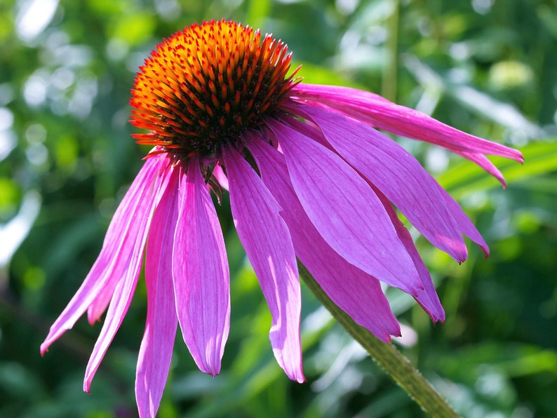 1000 PURPLE CONEFLOWER Echinacea Purpurea Heirloom Flower Herb Seeds image 9