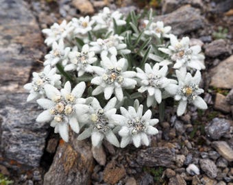 50 EDELWEISS Leontopodium Alpinum White Flower Seeds *Flat Ship Rate