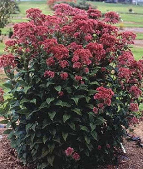 grad grad transportabel 50 Mixed Colors JOE PYE WEED Eupatorium Maculatum Flower Seeds - Etsy