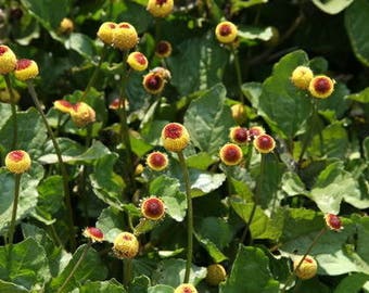 100 TOOTHACHE / EYEBALL PLANT Spilanthes Oleracea Red & Yellow Flower Herb Seeds *Comb S/h