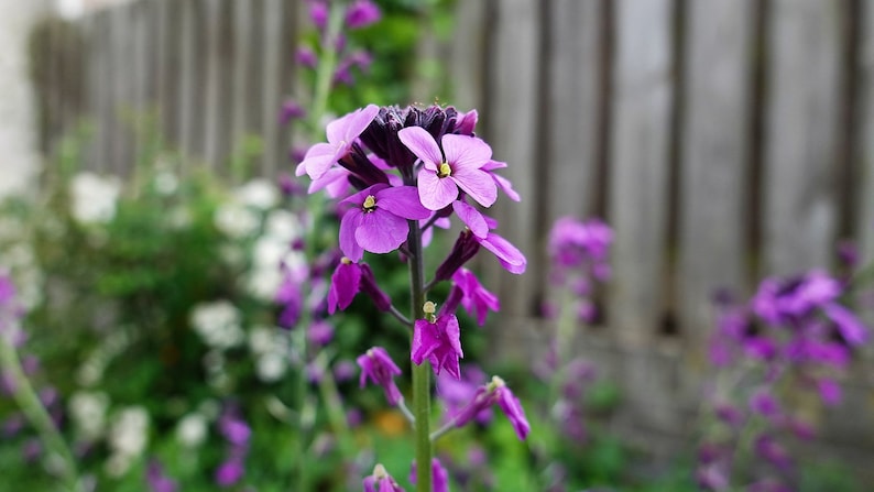 500 EVENING night SCENTED STOCK Matthiola Longipetala Bicornis Flower Seeds image 6