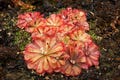 10 CARNIVOROUS SUNDEW PLANT Drosera Flower Seeds *Comb S/H