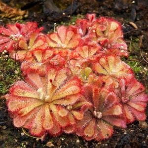 10 CARNIVOROUS SUNDEW PLANT Drosera Flower Seeds *Comb S/H