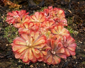 10 CARNIVOROUS SUNDEW PLANT Drosera Flower Seeds *Comb S/H