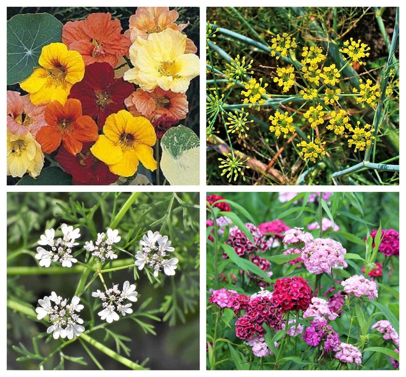 EDIBLE FLOWER MIX Seeds 16 Types Marigold Daisy Viola Etsy